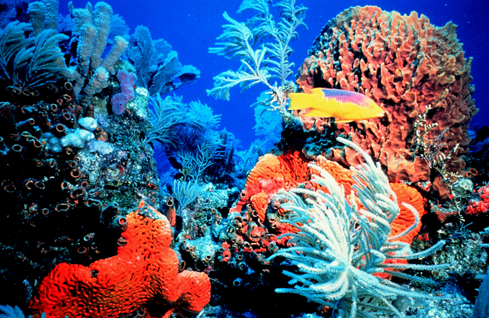 marinelife-corals