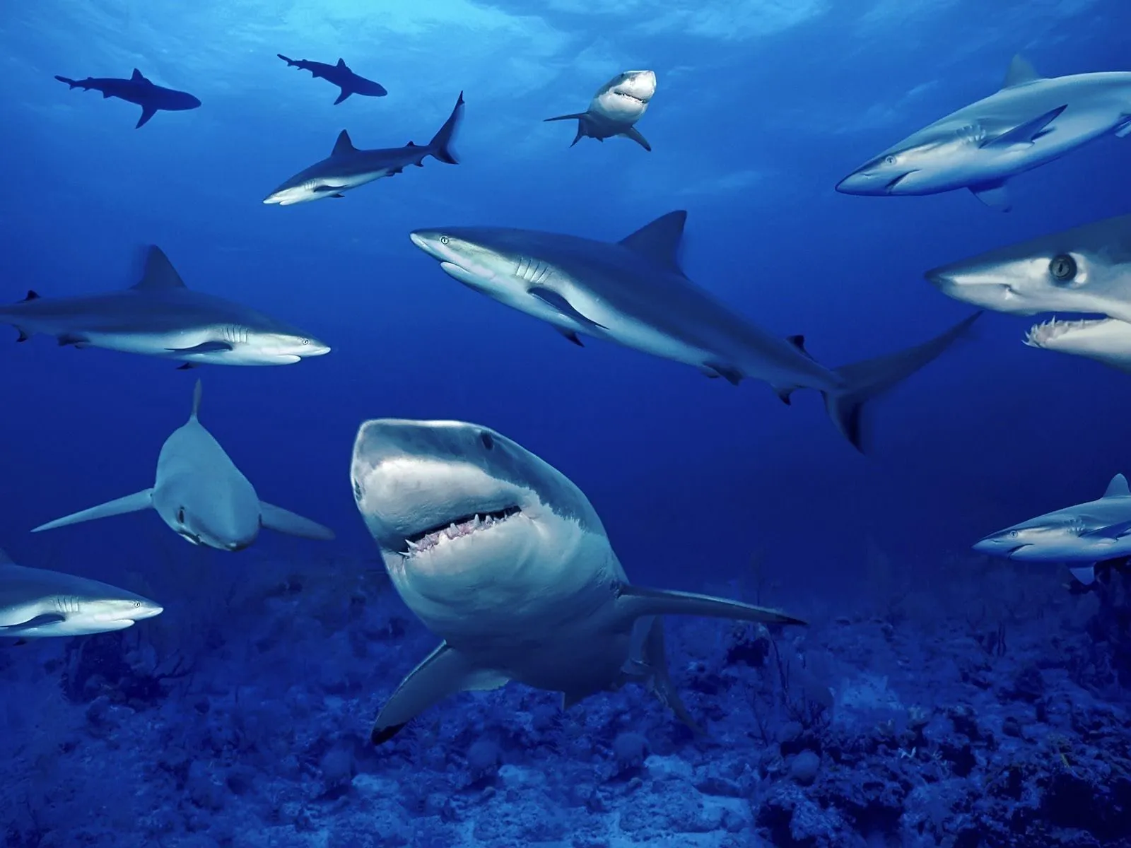 sharks-group-01 sharks-group-01