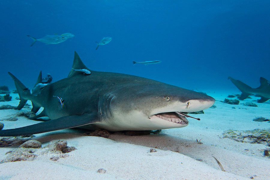 The Shark And The Remora Fish A Unique Relationship! North Shore