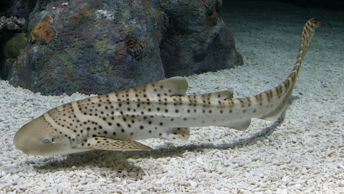 zebra shark zebra shark