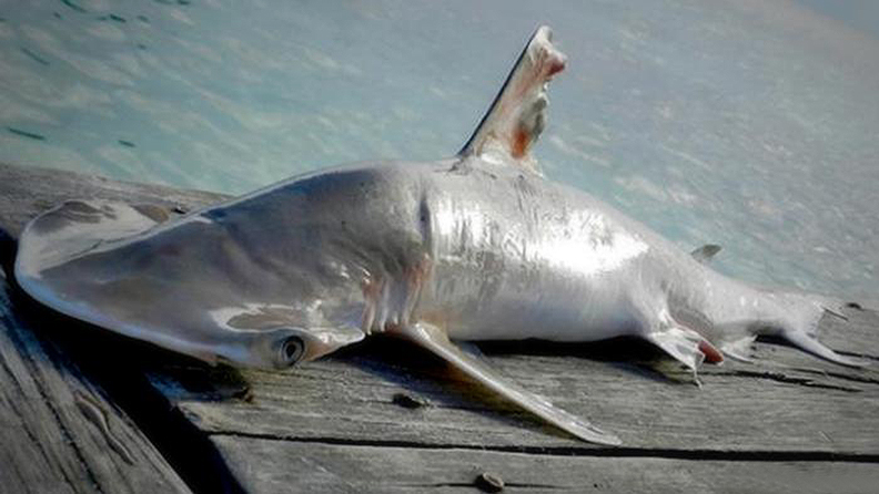 dead shark on dock dead shark on dock