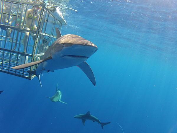 Shark Dive Image 1 shark seen from the cage