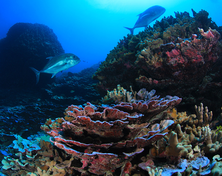 underwater view of a large rock