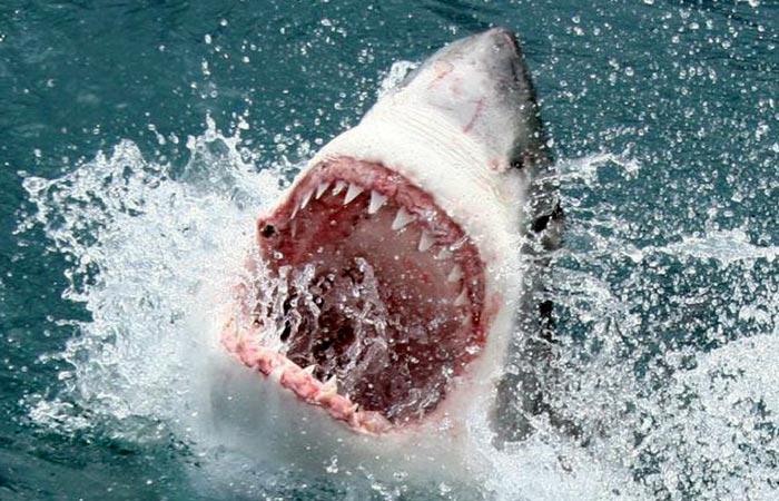 GREAT WHITE SHARK’S BARK IS MORE POWERFUL THAN IT’S BITE | North Shore