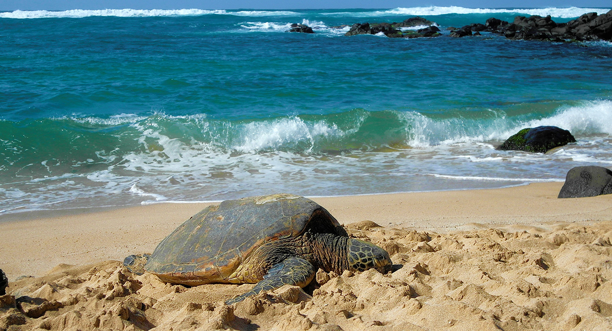 turtle-NS-03 Sea Turtle Hawaii