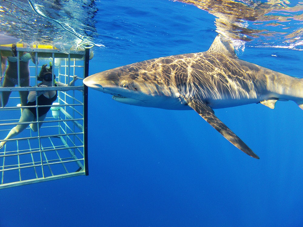 Shark Tours Oahu
