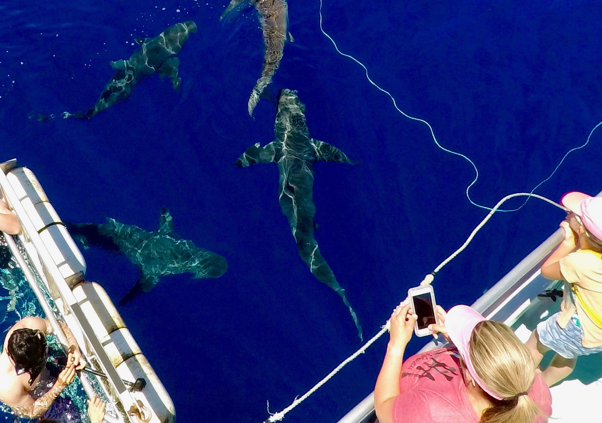 Honolulu Shark Cage Diving