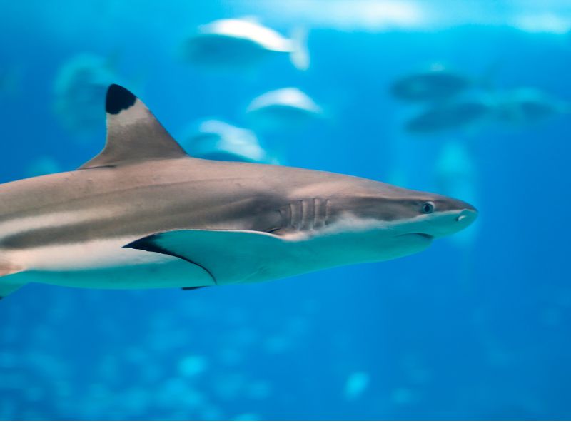 Do I Need to Worry about a Shark Attack in Hawaii Do I Need to Worry about a Shark Attack in Hawaii